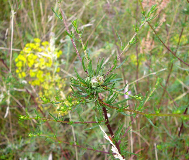 Feld-Beifuß Artemisia campestris mit Gallen von Boucheella artemisiae Juli 09 Huettenfeld u. Biotop Rote Erde Lorsch 078