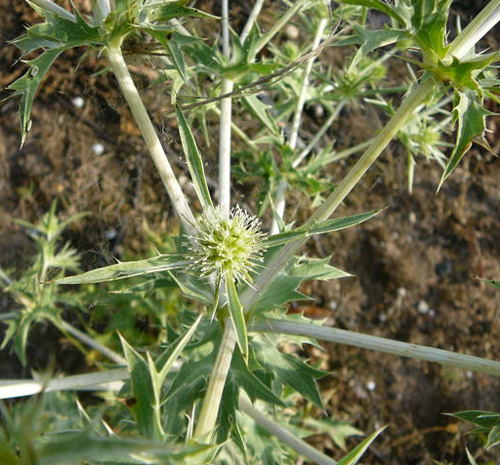 Feld-Mannstreu (Eryngium campestre) Juli 2010 Radtour zu Viernheimer Glockenbuckel Feldmannstreu130