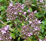 Feld-Thymian (Thymus pulegioides) kl.