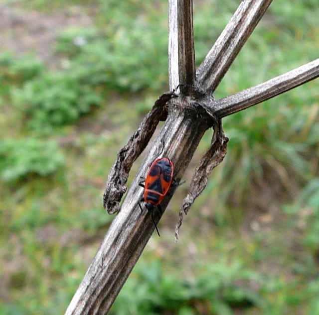 Feuerwanze Pyrrhocoris apterus Okt 2009  Htt Insekten 070