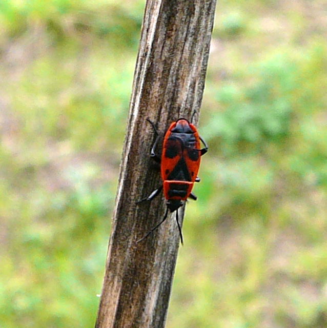 Feuerwanze Pyrrhocoris apterus Okt 2009  Htt Insekten 071