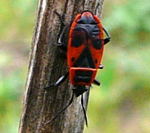 Feuerwanze Pyrrhocoris apterus kl.