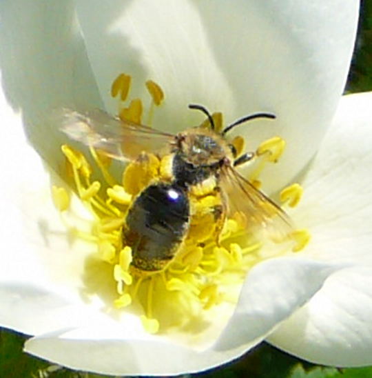 Flaum-Sandbiene (Andrena nitida) abgeflogenes Weibchen Mai 2008 Httenfeld Wildblumen 075a