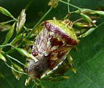 Fleckige Brutwanze (Elasmucha grisea) kl.