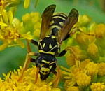 Franzsische Feldwespe Polistes dominulus (frher gallicus)2 kl.