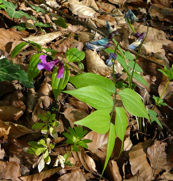 Frhlings-Platterbse (Lathyrus vernus) April 2011 Laudenbach Insekten und Blumen 114