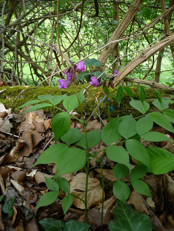 Frhlings-Platterbse (Lathyrus vernus) April 2011 Laudenbach Insekten und Blumen 119