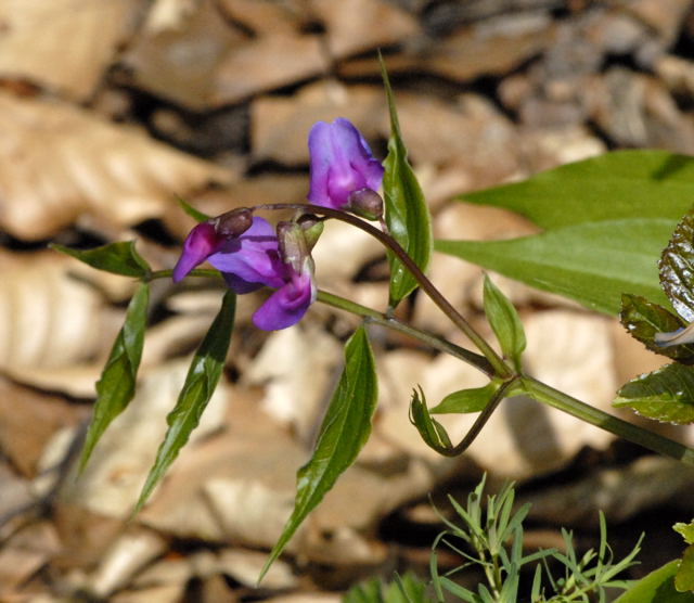 Frhlings-Platterbse (Lathyrus vernus) April 2011 Laudenbach Insekten und Blumen NIKON 044