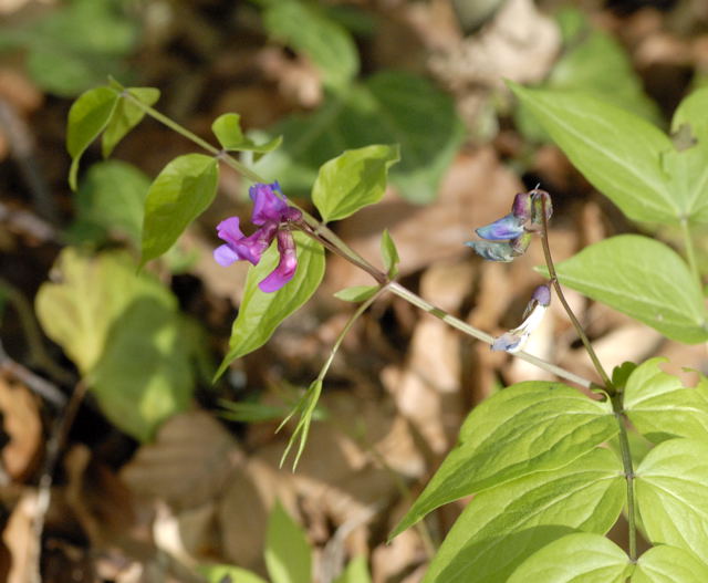 Frhlings-Platterbse (Lathyrus vernus) April 2011 Laudenbach Insekten und Blumen NIKON 157