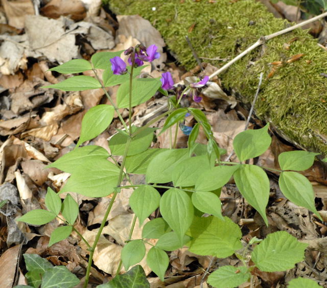 Frhlings-Platterbse (Lathyrus vernus) April 2011 Laudenbach Insekten und Blumen NIKON 161