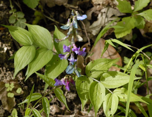 Frhlings-Platterbse (Lathyrus vernus) April 2011 Laudenbach Insekten und Blumen NIKON 162