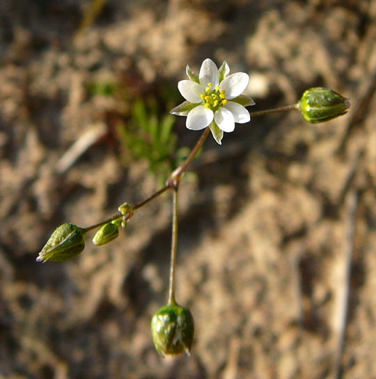 Frhlings-Spark (Spergula morisonii) April 09 Insekten & Wildblumen Htt 090