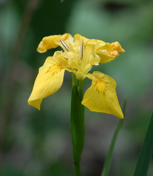 G Wasser-Schwertlilie Iris pseudacorus Mai 2008 Naturschutzgebiet LA Biedensand 032