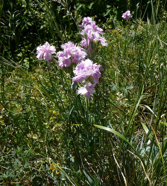 Garten-Nelke Dianthus caryophyllus Mai 2011 Bensheim Zell und Gronau Orchideen 097