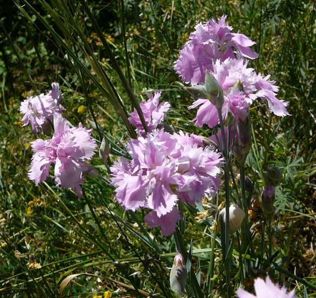 Garten-Nelke Dianthus caryophyllus Mai 2011 Bensheim Zell und Gronau Orchideen 098