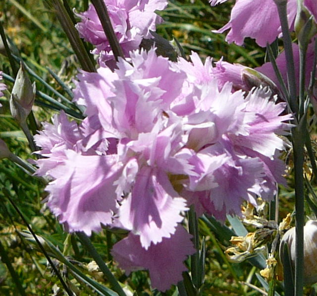 Garten-Nelke Dianthus caryophyllus Mai 2011 Bensheim Zell und Gronau Orchideen 098a