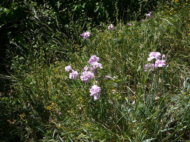 Garten-Nelke Dianthus caryophyllus Mai 2011 Bensheim Zell und Gronau Orchideen 099