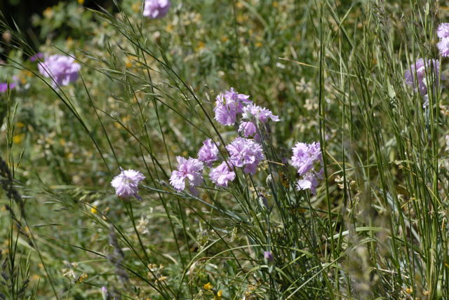 Garten-Nelke Dianthus caryophyllus Mai 2011 Bensheim Zell und Gronau Orchideen NIKON 023