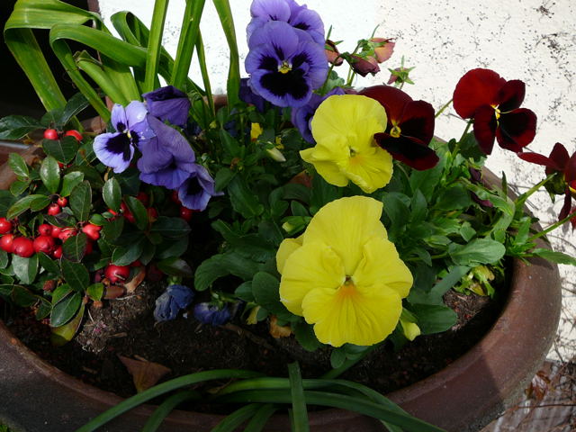 Garten-Stiefmtterchen Viola wittrockiana April 2008 Wildblumen Huettenfeld 099