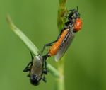 Gartenhaarmcke - Bibio hortulanus kl.