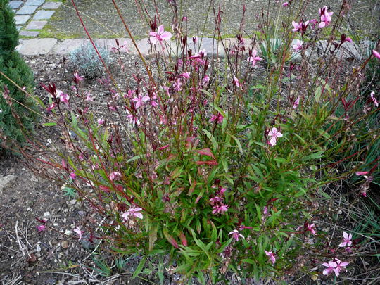 Gaura Okt 2008 MA Luisenpark 062