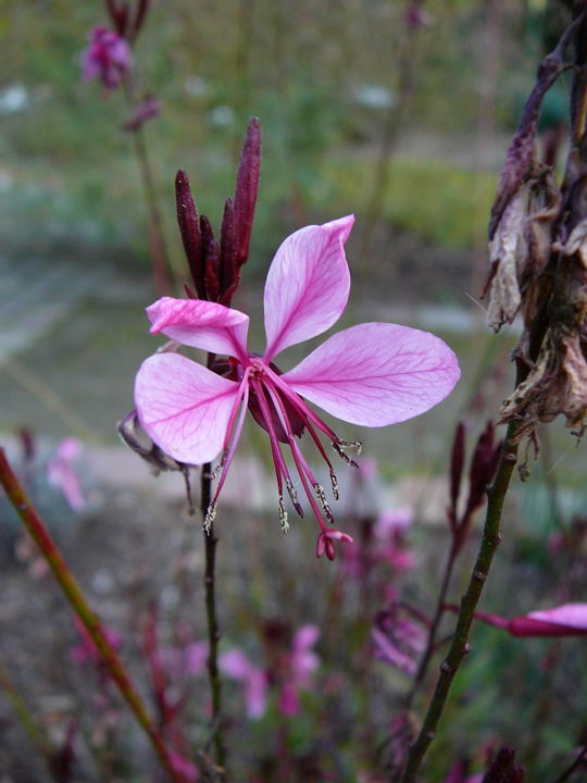 Gaura Okt 2008 MA Luisenpark 063