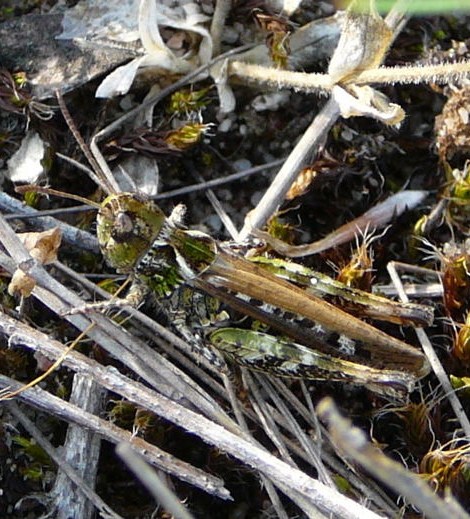 Gefleckte Keulenschrecke Myrmeleotettix maculatus Juni 2010 NSG Viernheimer Glockenbuckel 040