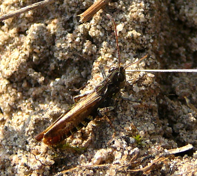 Gefleckte Keulenschrecke (Myrmeleotettix maculatus) Mnnchen Sept 2010 Viernheimer Glockenbuckel Blumen 119