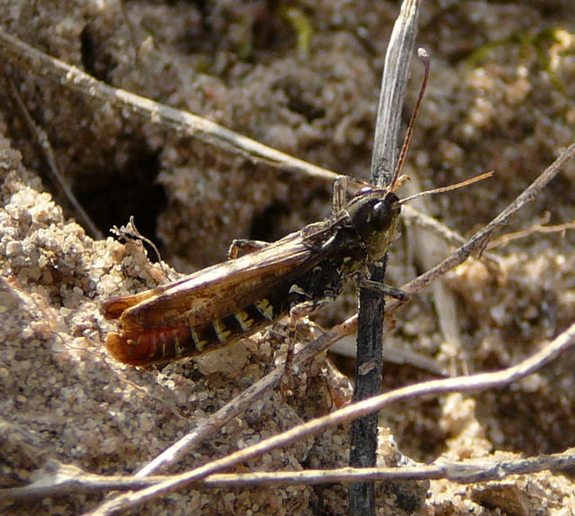 Gefleckte Keulenschrecke (Myrmeleotettix maculatus) Mnnchen  Sept 2010 Viernheimer Glockenbuckel Blumen 117