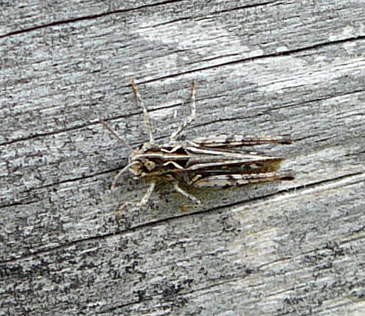 Gefleckte Keulenschrecke (Myrmeleotettix maculatus) Weibchen  Juli 2010 Radtour zu Viernheimer Glockenbuckel 122