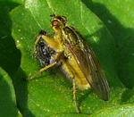 Gelbe Dungfliege (Scathophaga stercoraria) kl.