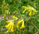 Gelber Lerchensporn (Corydalis lutea) kl.