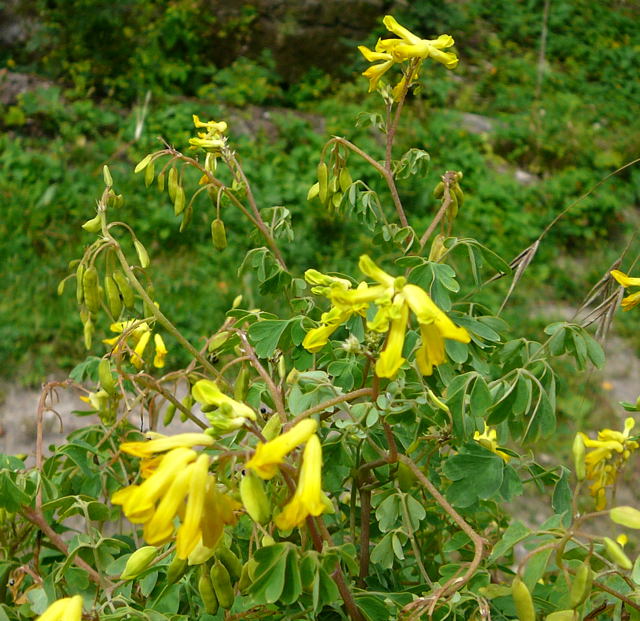 Gelber Lerchensporn (Corydalis lutea) Urlaub 2009 uhlstaedt 072