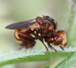 Gemeine Breitstirn-Blasenkopffliege (Sicus ferrugineus)-kl.