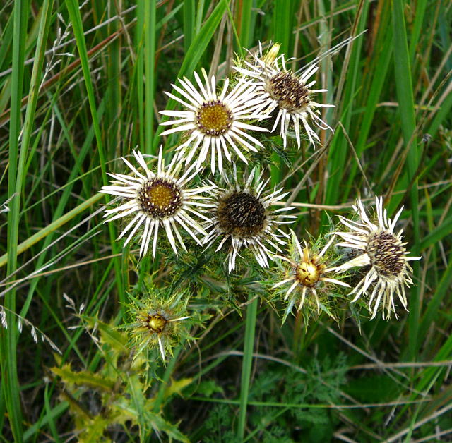 Gemeine Golddistel (Carlina vulgaris) Sept 2010 Viernheimer Glockenbuckel Blumen 074