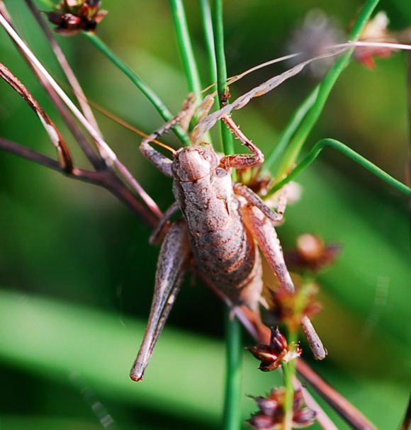 Gemeine Strauchschrecke - Pholidoptera griseoaptera, Weibchen Urlaub 2009 Tann in der Rhn NIKON 129