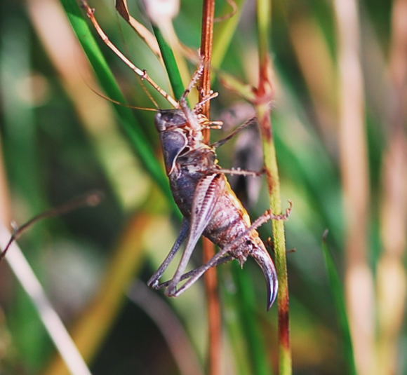 Gemeine Strauchschrecke - Pholidoptera griseoaptera, Weibchen Urlaub 2009 Tann in der Rhn NIKON 133