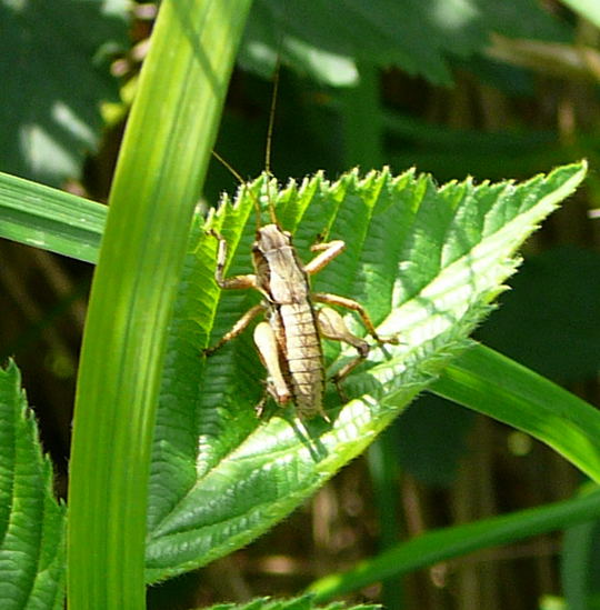 Gemeine Strauchschrecke Larve Juni 2008 Viernheimer Wald, Schotterpisten 080