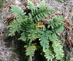 Gemeinen Tüpfelfarn (Polypodium vulgare) kl.