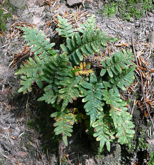 Gemeinen Tpfelfarn (Polypodium vulgare) Juni 2008 Annweiler Trifels Naturpark Pflzer Wald 062