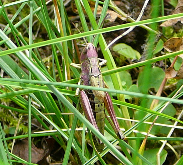 Gemeiner Grashpfer Chorthippus parallelus Weibchen Urlaub 2009 Herkules Sulen u. Benno-Hhle 059