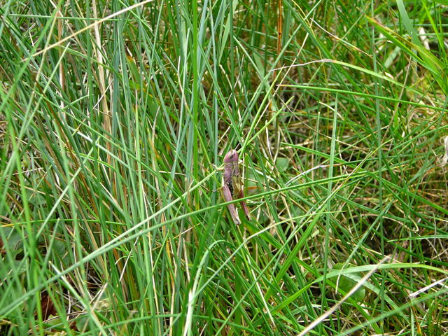 Gemeiner Grashpfer Chorthippus parallelus Weibchen Urlaub 2009 Herkules Sulen u. Benno-Hhle 061