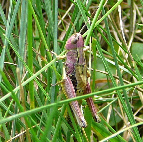 Gemeiner Grashpfer Chorthippus parallelus Weibchen Urlaub 2009 Herkules Sulen u. Benno-Hhle 061a