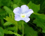 Gemeiner Lein Linum usitatissimum kl.2