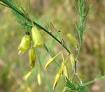 Gemüse-Spargel (Asparagus officinalis) kl.