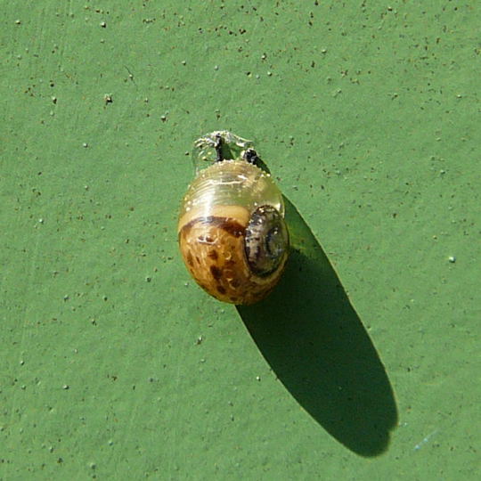 Genabelte Strauchschnecke (Bradybaena fruticum)  Jungtier April 09 Geb.Franz & Insekten Httenfeld 009