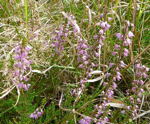 Gewhnliche Besenheide (Calluna vulgaris) kl.