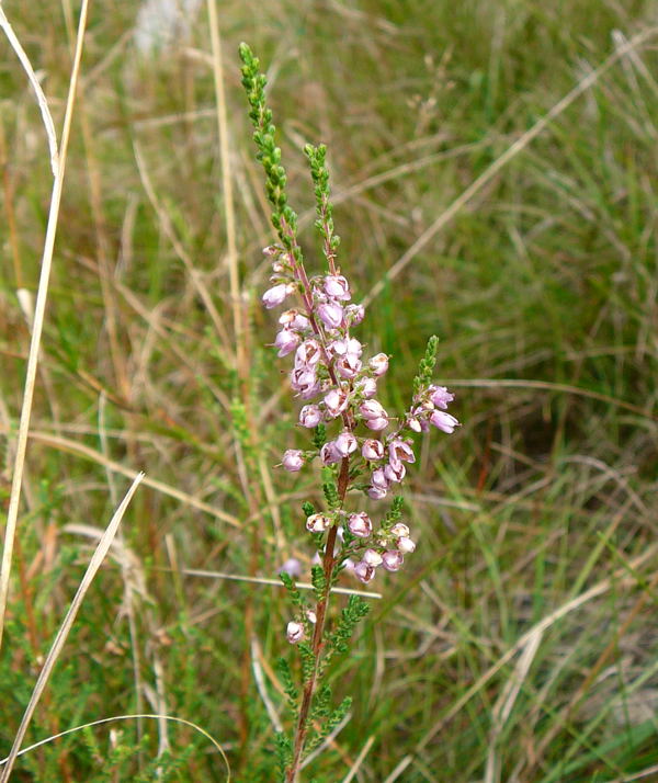 Gewhnliche Besenheide (Calluna vulgaris) Sep 2009 Htt. Garten u. Viernheimer Wald 053