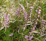 Gewhnliche Besenheide (Calluna vulgaris) kl.2