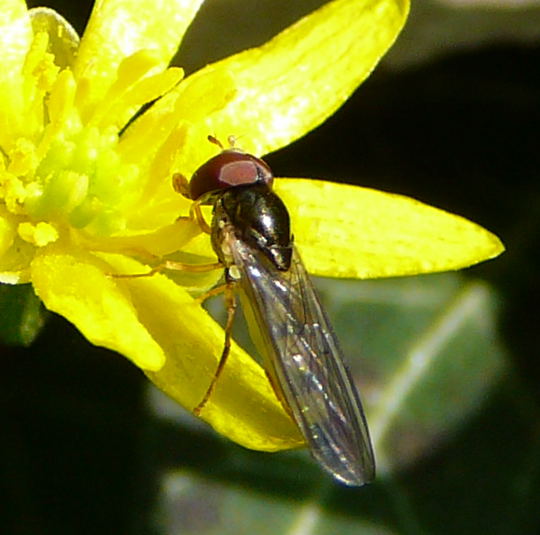 Glnzende Schwarzkopf-Schwebfliege (Melanostoma mellinum) Mnnchen April 09 Froschleich u. Insekten Htt 066